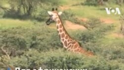 Защита жирафов