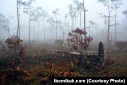 Big Cypress National Preserve has one of the largest prescribed burning programs in the National Park System. When conditions are ideal, fire managers set a slow burning fire to remove selected vegetation to prevent a catastrophic wildfire.