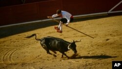 Corrida Goyesca à Estella en Espagne, en souvenir d'une méthode de corrida du XVIIIe siècle, où le participant saute par-dessus un taureau, sans que ce dernier ne soit tué. En juin 2020, Bogota en Colombie a interdit la mise à mort du taureau. (AP/Alvaro Barrientos/8 août 2017)