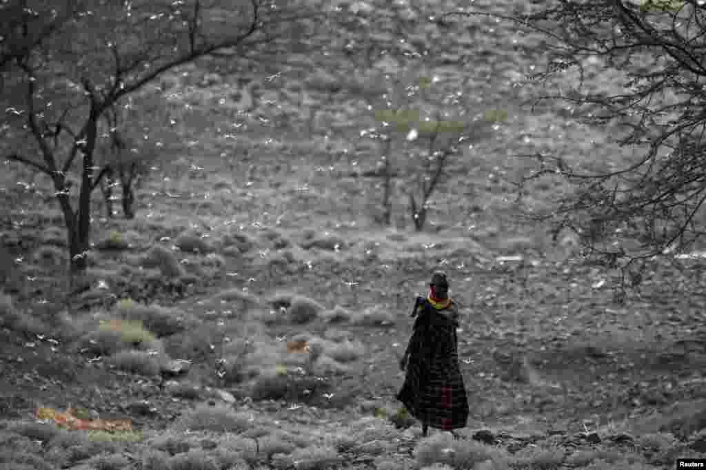 A Turkana man walks through a locust swarm near the town of Lodwar, Turkana county, Kenya, June 28, 2020.