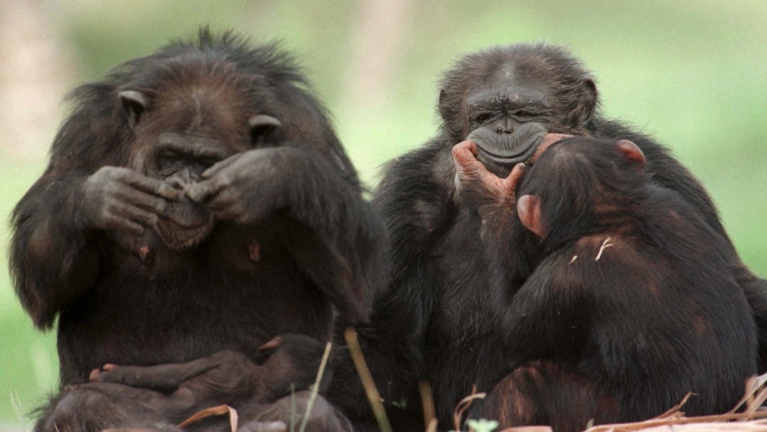 Un Chimpanze Nait Dans La Reserve De Bossou Une Premiere Depuis Des Annees