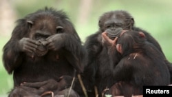 Un groupe de chimpanzés au Metro Zoo de Miami.