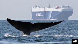 Scientists say the largest whales only became that big about three million years ago. (AP Photo/Cascadia Research, John Calambokidis, File)