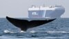 When Did Whales Get So Large?