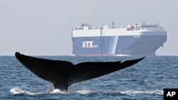 Seekor paus biru terlihat berada di dekat kapal kargo di Selat Santa Barbara di lepas pantai California. (Foto: AP/Cascadia, John Calambokidis)