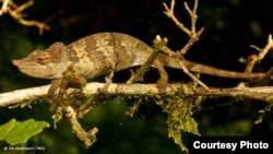 A new species of chameleon was discovered in Tanzania.