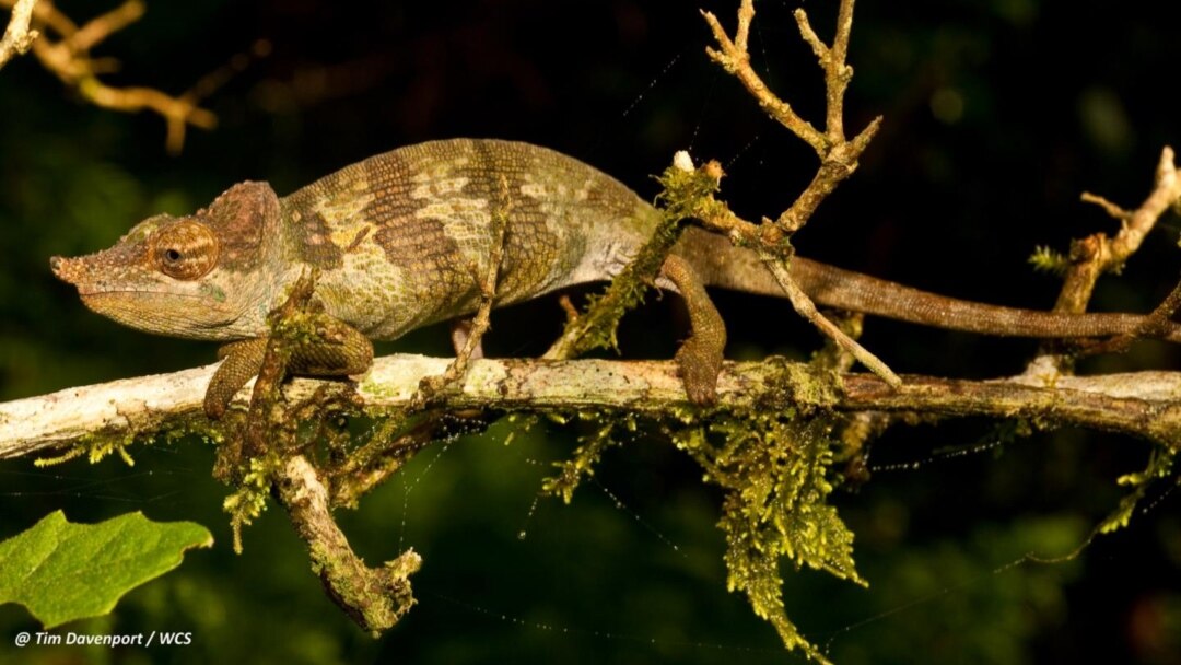 ニッタンプロフ確認 Chameleons of Africa ニッタンプロフ確認