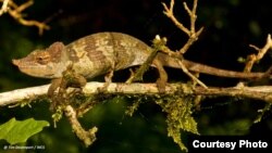 A new species of chameleon was discovered in Tanzania.