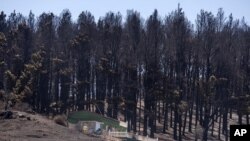 Pepohonan yang hangus terbakar di sekitar sebuah rumah pasca kebakaran hutan yang Kepulauan Canary, Spanyol, 20 Agustus 2019. 