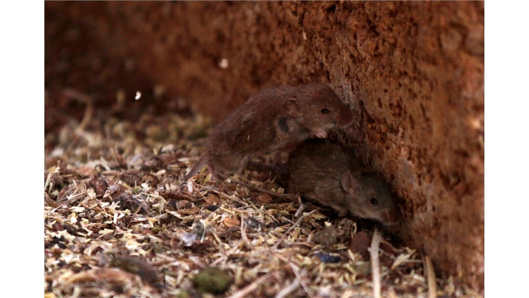 Tikus melarikan diri dari silo di sebuah peternakan dekat Parkes, 357 km barat Sydney, 7 Juli 2011. Kawasan biji-bijian Australia menghadapi ancaman yang semakin meningkat dari wabah tikus. (Foto: REUTERS/Daniel Munoz)