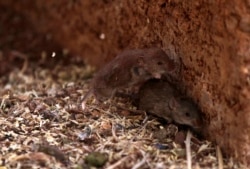 Tikus melarikan diri dari silo di sebuah peternakan dekat Parkes, 357 km barat Sydney, 7 Juli 2011. Kawasan biji-bijian Australia menghadapi ancaman yang semakin meningkat dari wabah tikus. (Foto: REUTERS/Daniel Munoz)