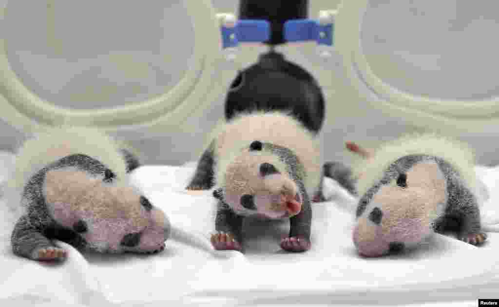 Newborn panda triplets, which were born to giant panda Juxiao (not pictured), are seen inside an incubator at the Chimelong Safari Park in Guangzhou, Guangdong province, China, Aug. 17, 2014.