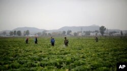 지난해 10월 북한 평양 외곽의 칠곡채소농장. (자료사진)