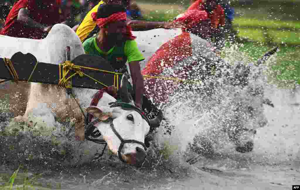 កសិករ​ឥណ្ឌា​ខំ​ទប់​គោ​របស់​ខ្លួន ខណៈ​ដែល​ពួកគេ​ចូលរួម​នៅ​ក្នុង​ការ​ប្រណាំង​គោ នៅ​ក្នុង​វាលស្រែ​មួយ​ក្នុង​ភូមិ Herobhanga ប្រទេស​ឥណ្ឌា កាលពី​ថ្ងៃទី៣០ ខែមិថុនា ឆ្នាំ២០១៨។