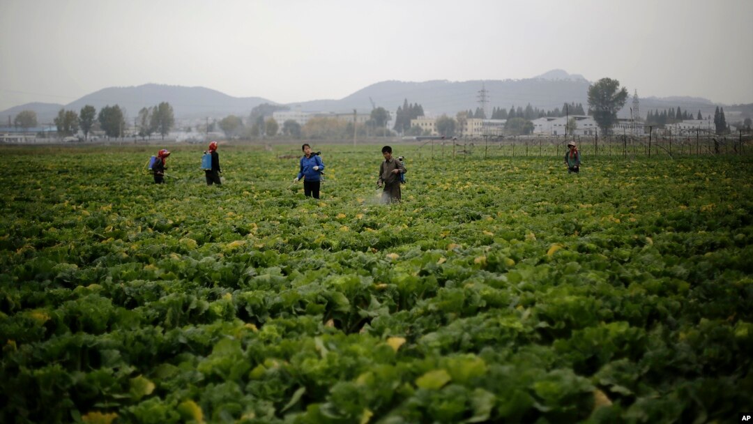 Para petani di lahan pertanian Chilgol, luar kota Pyongyang, Korea Utara, menyemprot tanaman sawi mereka dengan pembasmi hama (24/10).