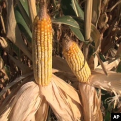 Corn-based ethanol makes up 10 percent of most gasoline in the United States, which helps push up the cost of food.