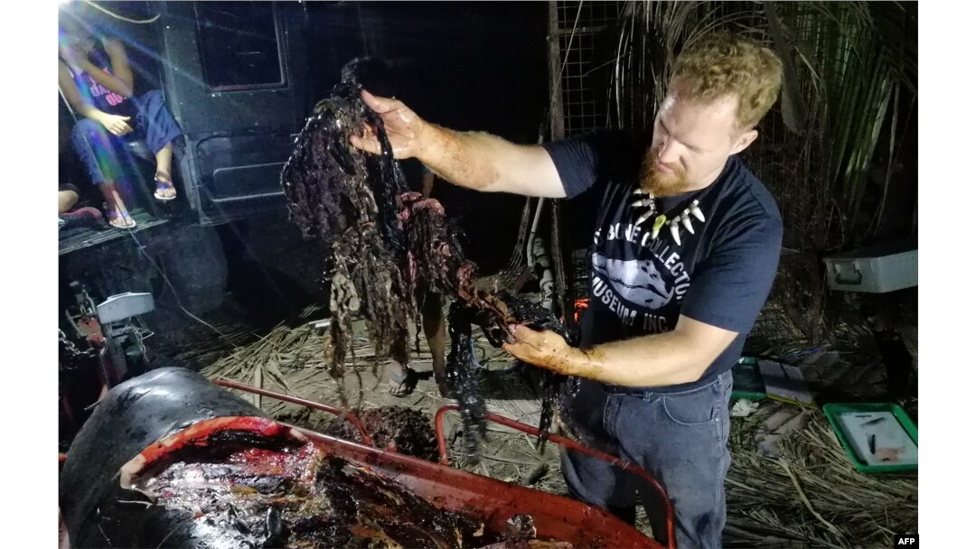 Kantung belanja plastik dan karung beras menjadi beberapa jenis sampah yang ditemukan di perut paus ini.