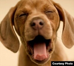 dog yawning