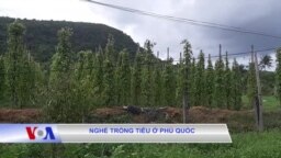 Nghề trồng tiêu ở Phú Quốc