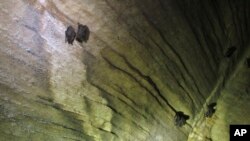 In this Thursday May 8, 2014 photo, bats hang from the ceiling of the Aeolus cave in Dorset, Vt. (AP Photo/Wilson Ring)