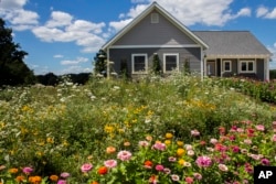 This image provided by American Meadows Inc. shows a lush wildflower meadow growing in place of a residential lawn. (American Meadows Inc. via AP)