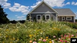 This image taken on April 13, 2023, shows a wildflower meadow growing in front of a home. (American Meadows Inc. via AP)
