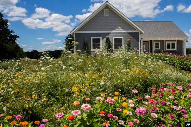 This image provided by American Meadows Inc. shows a lush wildflower meadow growing in place of a residential lawn. (American Meadows Inc. via AP)