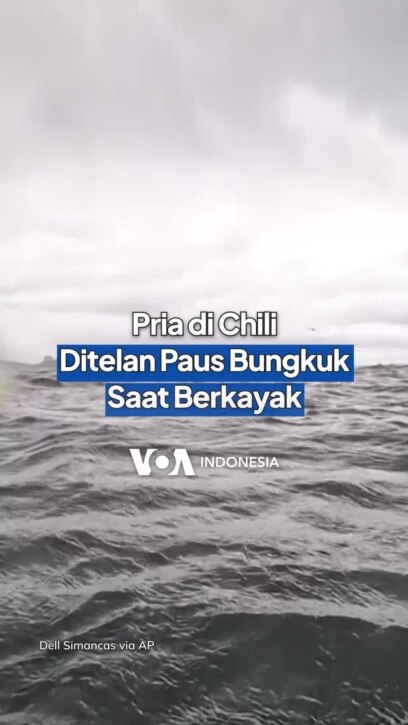 Pria di Chili Ditelan Paus Saat Bermain Kayak