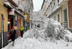 People walk past trees fallen on a street, during a heavy snowfall in the center of Madrid, Spain, Jan. 9, 2021.