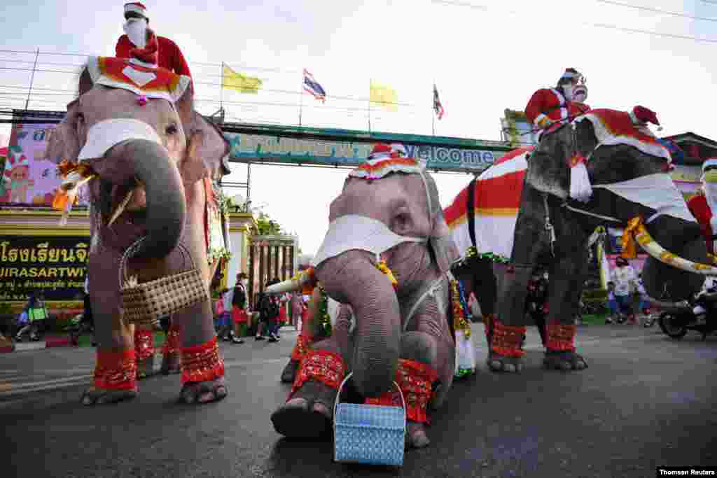 태국 아유타야에서 성탄절 축제가 열린 가운데 코끼리를 탄 산타클로스들이 신종 코로나바이러스 예방 마스크를 나눠주고 있다. 
