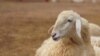 بز و گوسفند سومالیه برای مراسم قربانی حج