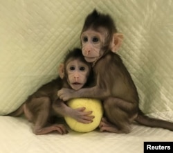 中科院神经科学研究所首次克隆成功的，取名为"中中"和"华华"的两只猴子（2018年1月10日）