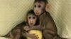 世界媒体看中国：克隆猴的喜与忧
