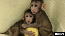 Zhong Zhong and Hua Hua, two cloned long-tailed macaque monkeys are seen at the Non-Primate facility at the Chinese Academy of Sciences in Shanghai, China, Jan. 10, 2018.