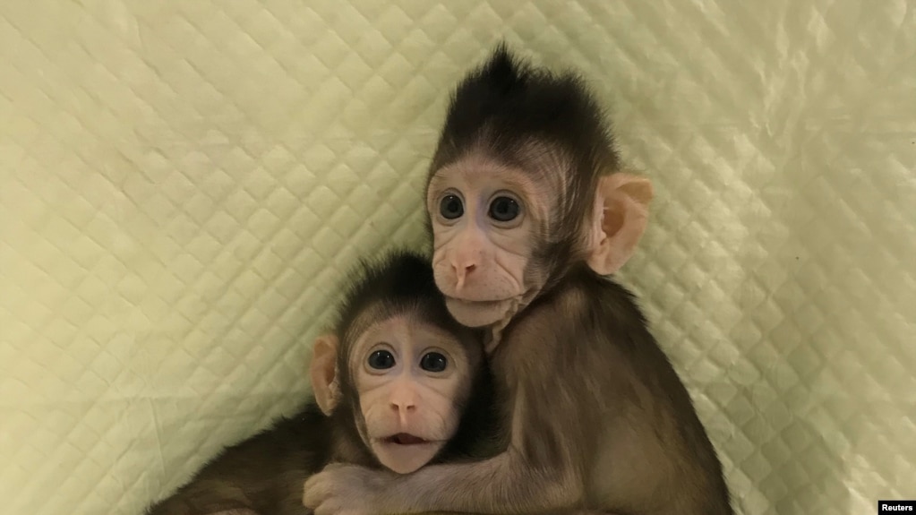 Zhong Zhong y Hua Hua, dos monos macacos de cola larga clonados, son vistos en las instalaciones de 'No Primate' en la Academia de Ciencias de China en Shanghai, el 10 de enero de 2018.