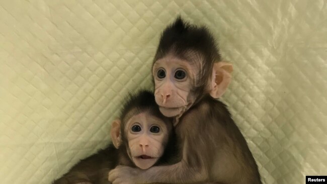 在中国科学院上海神经科学研究所出生的体细胞克隆猴“中中”与“华华”（2018年1月10日）