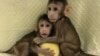 Move Over, Dolly: Monkeys Cloned; A Step Closer to People? 