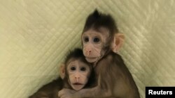 Zhong Zhong y Hua Hua, dos monos macacos de cola larga clonados, son vistos en las instalaciones de 'No Primate' en la Academia de Ciencias de China en Shanghai, el 10 de enero de 2018.