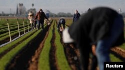 Trabajadores agrícolas limpian los campos de zanahorias en una granja cerca de Arvin, Califonia. 3 de abril de 2020.