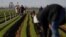 Trabajadores agrícolas limpian los campos de zanahorias en una granja cerca de Arvin, Califonia. 3 de abril de 2020.