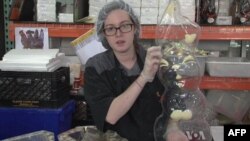 Priprema kalupa za čokoladnog zeku