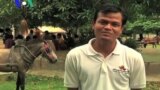 VIDEO: A Horse Clinic Starts Free of Charge Service in Rural Cambodia 