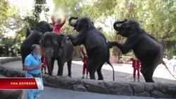 LHQ cấm đưa voi con vào đoàn xiếc hay sở thú