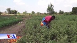 Malawi: Máy bay không người lái giúp giảm đói nghèo