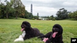 The Obama family dogs sit on the South Lawn of the White House.