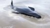 Eyewitness Video Shows Beached Whale on Tasmanian Sandbar 