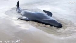 Eyewitness Video Shows Beached Whale on Tasmanian Sandbar 