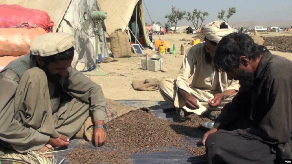 资料照片：阿富汗农民在制作松子。(photo:VOA)