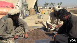 資料照片：阿富汗農民在製作松子。