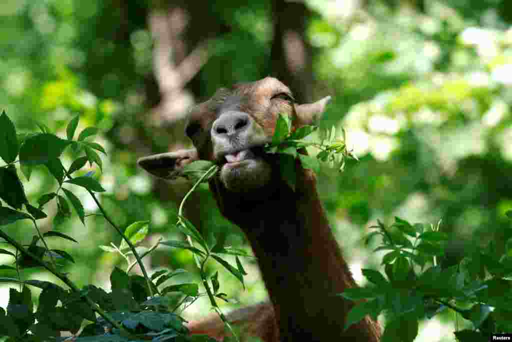 One of 24 goats released into New York&#39;s Riverside Park as &quot;summer interns&quot; to walk around a fenced, two-acre area, eats invasive plant species as part of the Riverside Park Conservancy&#39;s &quot;GOaTHAM&quot; project in the Manhattan area of New York City.